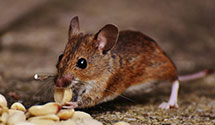 24 Hour & Emergency Exterminators in Raleigh Brm, NC